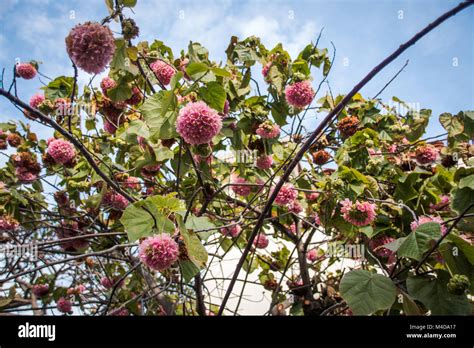 Pink snowball tree, also called Dombeya cayeuxii Stock Photo - Alamy