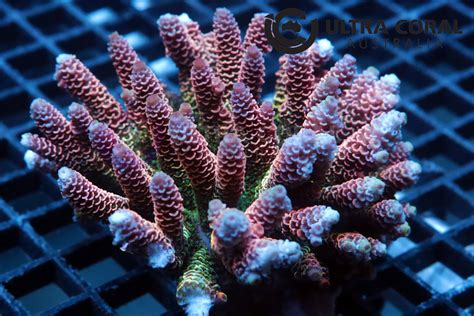 Acropora sp. - Ultra Coral Australia