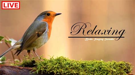 Relaxing Birds & Nature Sounds || Calming Sounds of Birds Singing || Amazing 200+ Birds Videos ...