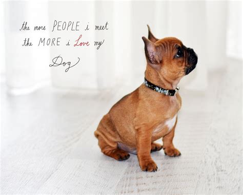 The more people I meet, the more I love my dog. #Frenchie #Quote #Semu | Bulldog lover, Dogs, I ...