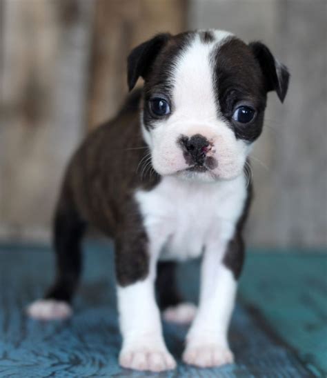 Boston Terrier Puppies For Sale | East Lansing, MI #260442