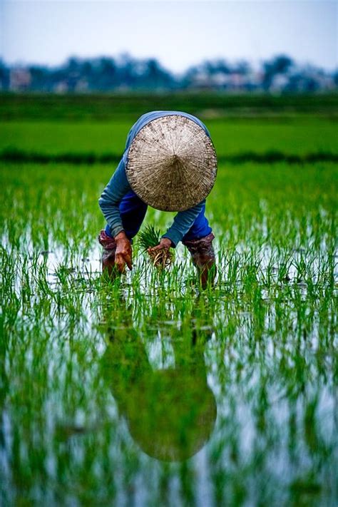 Img_6871 farmers planting rice seedlings – Artofit