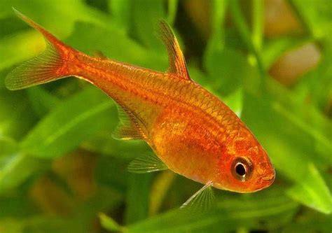 Ember Tetra Care Guide: Tank Size, Tank Mates, Lifespan, Diet