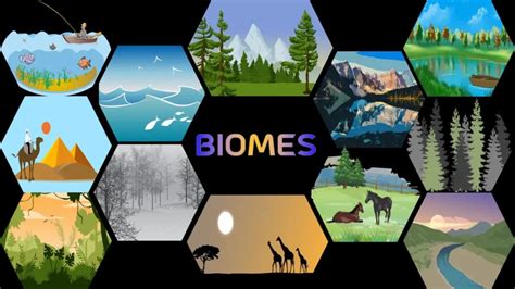 What Is Biome? Types Of Biome, Major 7 Terrestrial Biomes Of The World And Comparison Between ...