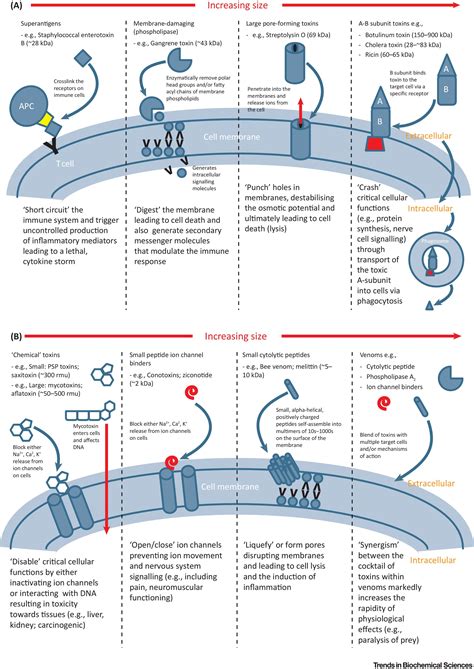 Cholera Toxin Mechanism Of Action Ppt - A Pictures Of Hole 2018