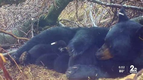 'There's a bear in the neighborhood': Bear sightings on the rise in Maryland