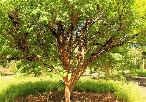 Jabuticaba - the Beautiful Tree That Grows the Fruit on Its Trunk ...