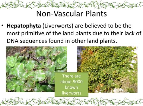 Plant Diversity Powerpoint Slideshow | Teaching Resources