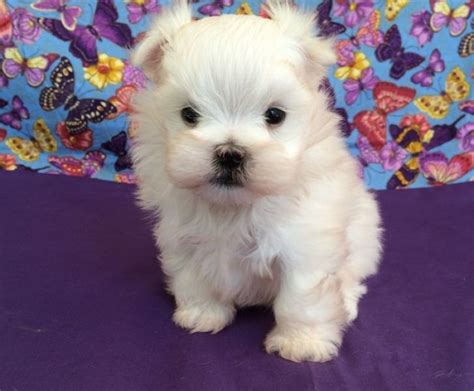 Adorable Maltese Puppies For Adoption Text (443) 990-1814