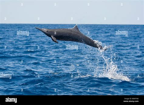 Spinner dolphin jumping hi-res stock photography and images - Alamy