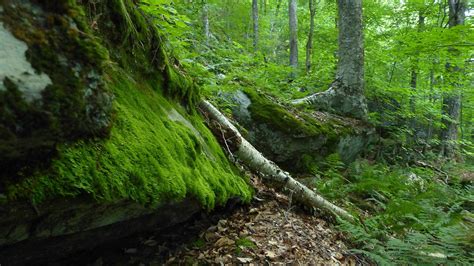 Old growth forest scene, western Massachusetts. Ray Asselin, www.neforests.com Hobbit House ...