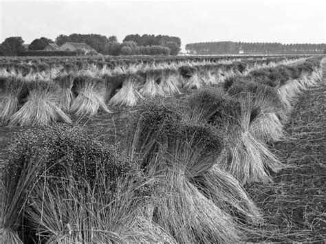 8 Step Process Of Turning Flax Plant Into Natural Linen Fiber | Flax ...