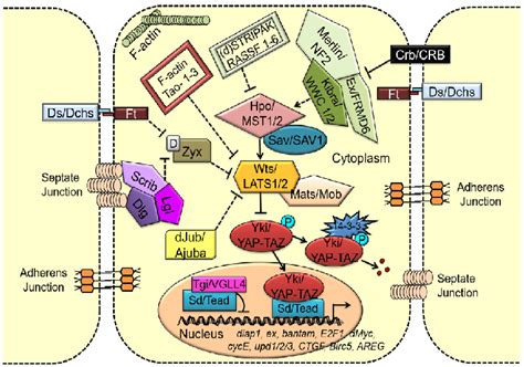 Evolutionarily conserved Hippo signaling pathway from flies to... | Download Scientific Diagram