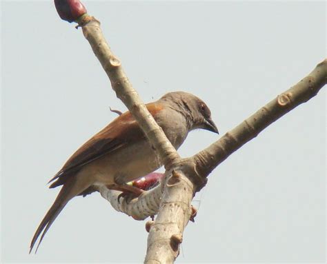 Friendly Neighbourhood Birders: 30. Birds of Ghana