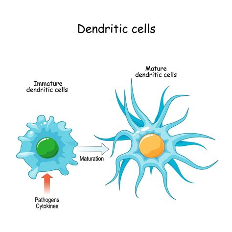 What are Dendritic Cells?