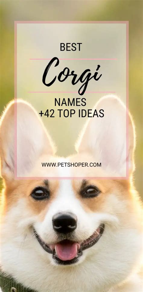 Corgi Names 42+ TOP Ideas Incl. Queen's Royal Corgis - PetShoper