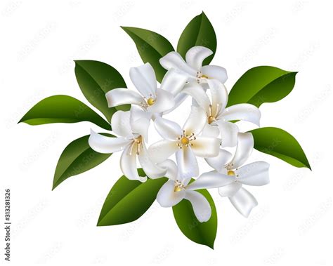 Sampaguita Jasmine bouquet vector illustration Stock Vector | Adobe Stock