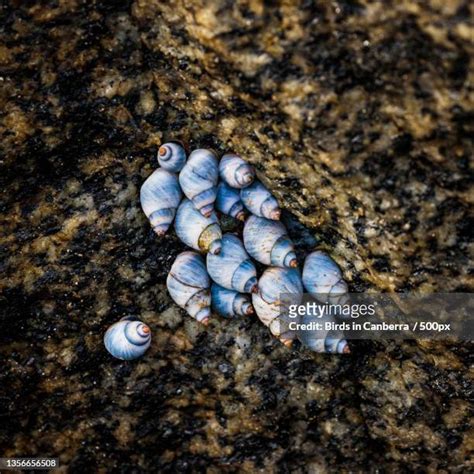 22 Periwinkle Snail On Grass Stock Photos, High-Res Pictures, and Images - Getty Images