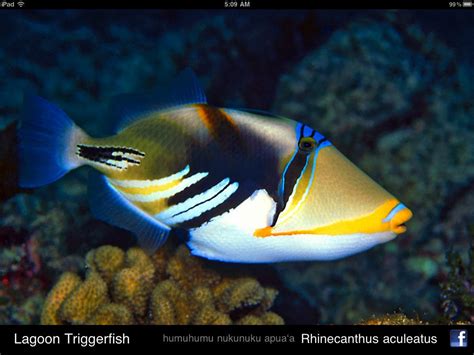 hawaiian fish pictures | Home | hawaiian fish identification Gallery | Also Try: | Tropical fish ...