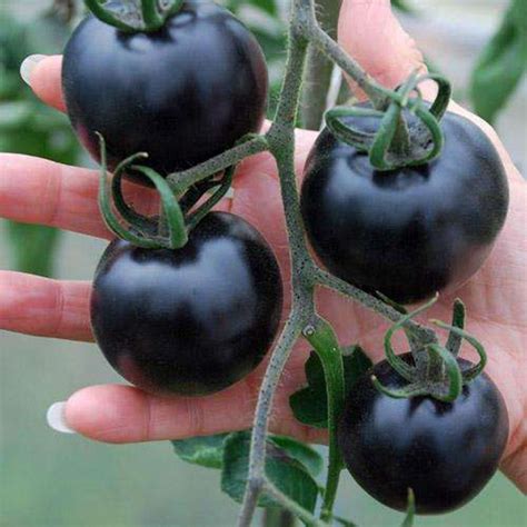 200 Purple Tomato Seeds Delicious Vegetables and Fruit Organic Seeds S061 | eBay