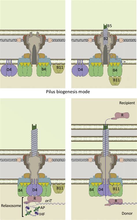 Schematics showing the two modes of type IV secretion system (T4SS)... | Download Scientific Diagram