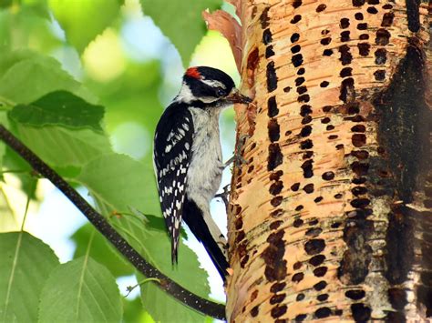 What Do Woodpeckers Eat? (Full Diet, Feeding, Habits +… | Birdfact