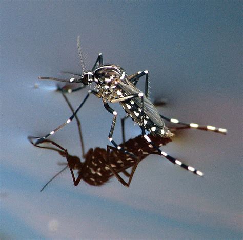 Asian Tiger Mosquito | Flickr - Photo Sharing!