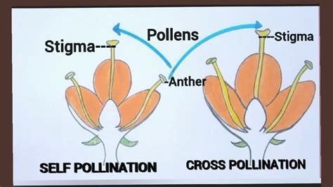 Pollination Diagram