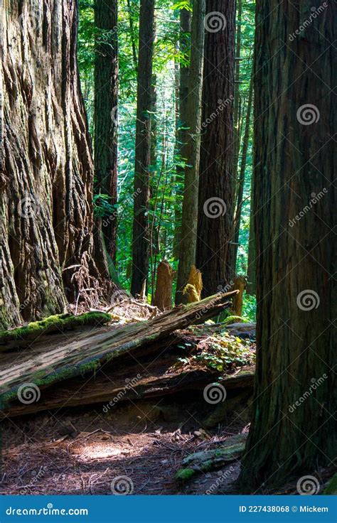 Redwood National Forest Hiking Trail Stock Photo - Image of background, coppice: 227438068