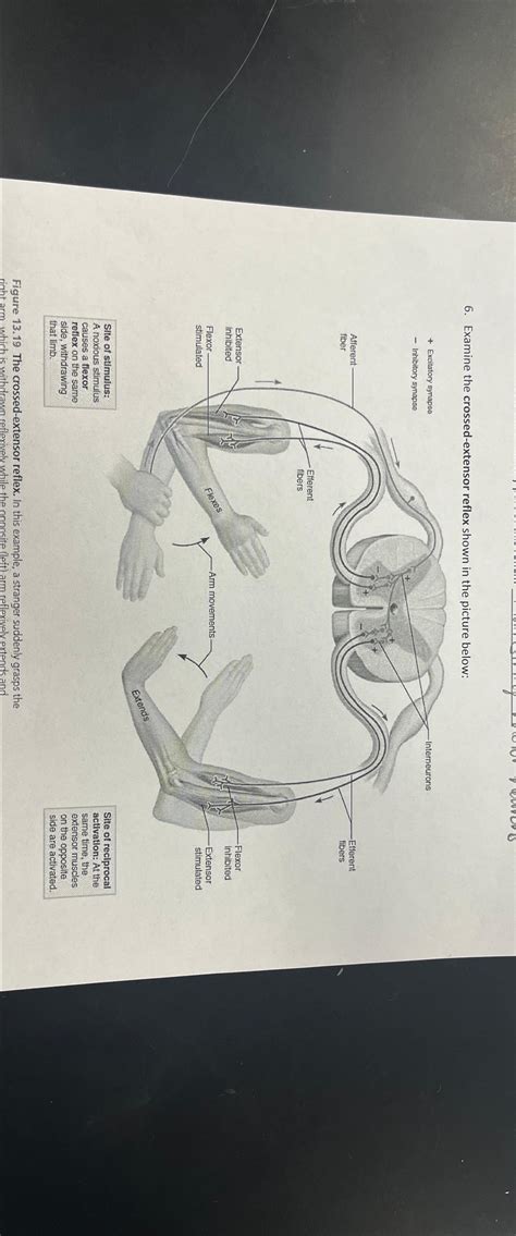 Solved Examine the crossed-extensor reflex shown in the | Chegg.com