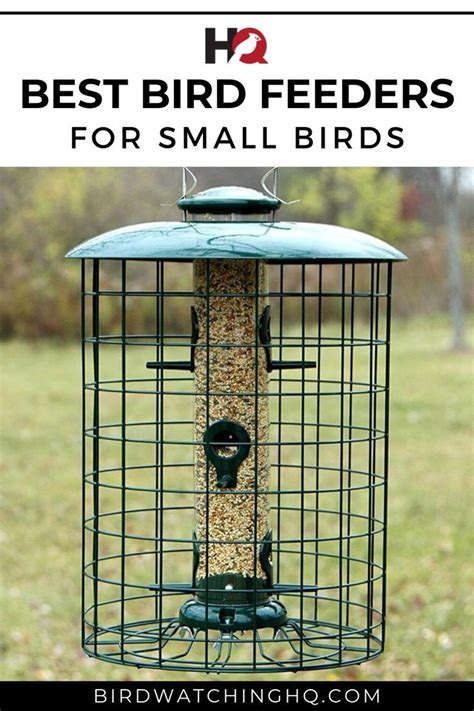 6 Best Bird Feeders For SMALL Birds In MY Backyard (2024) | Bird ...