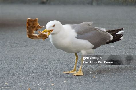 Seagull Eating Pizza High-Res Stock Photo - Getty Images