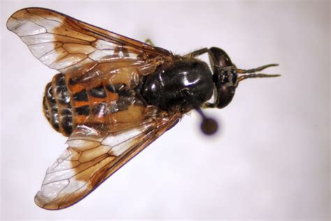 Diptera – Brachycera – UNBC BIOL 322, Entomology