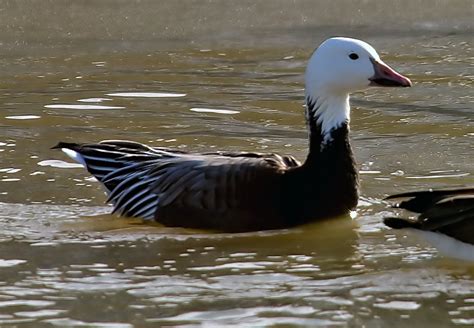 Snow Goose - Blue Morph | Snow Goose - Blue Morph Chen caeru… | Flickr