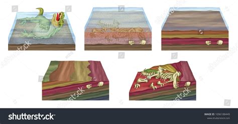 The formation of fossils, fossilization - process of forming a fossil. Fossil formation ...