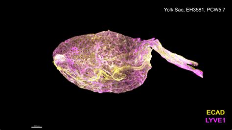 Yolk sac cell atlas reveals multiorgan functions during human early development | Human ...