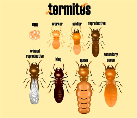 What You Need to Know About Baby Termites | MightyMite Termite