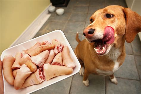 Can Dogs Live Off Human Food