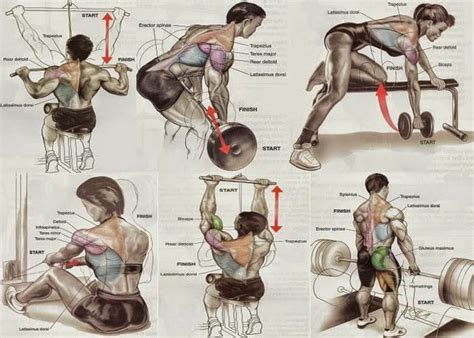 Beginner bodybuilders – Back exercises for mass - all-bodybuilding.com