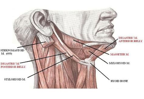 digastric muscle - Google Search | Body therapy, Bells palsy, Kinesiology