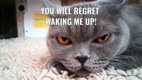 Funny Cat Memes Wallpapers - Wallpaper Cave