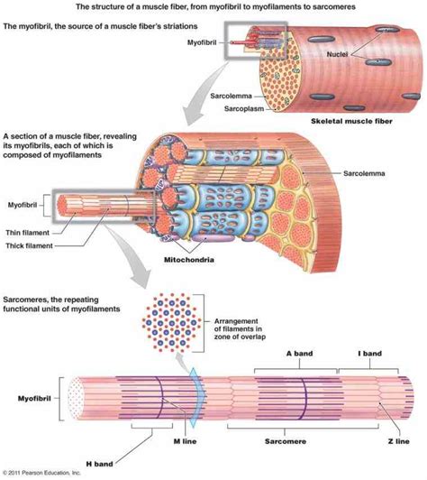 Anatomy Of A Skeletal Muscle Fiber | MedicineBTG.com