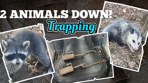 ANIMALS TRAPPED! HOW LONG DID IT TAKE? - YouTube