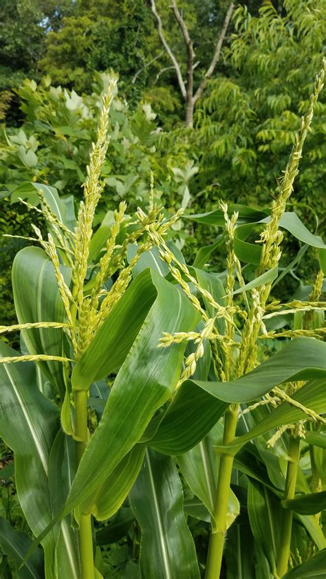 Growing corn for the first time and it is flowering! #gardening #garden #DIY #home #flowers # ...