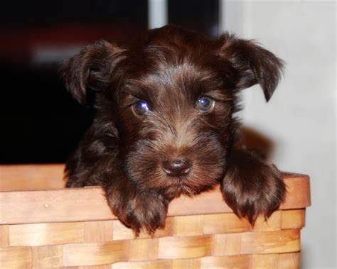 Grey Giant Schnauzer Puppies