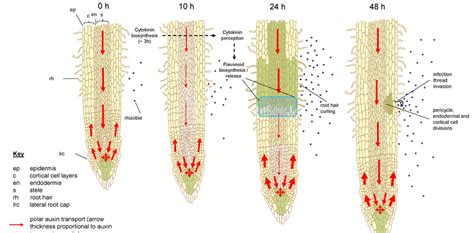 Schematic model of the regulation of auxin transport during nodulation... | Download Scientific ...