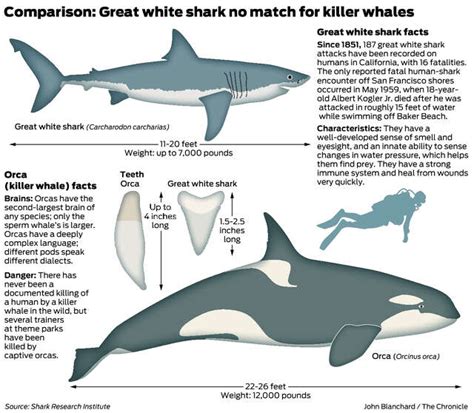 Orca vs Great white shark - Animal fight club