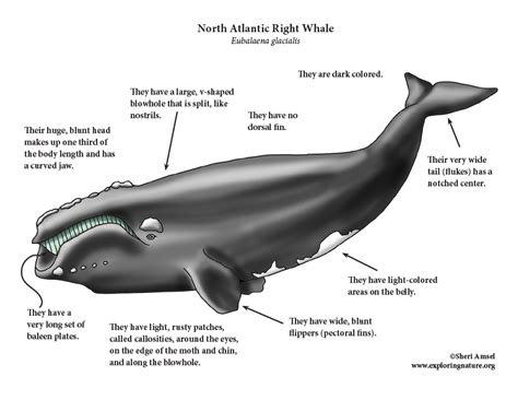 Whale (North Atlantic Right )