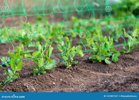 Young Organic Pea Plants in the Garden Creeping through a Grid Stock Image - Image of young ...