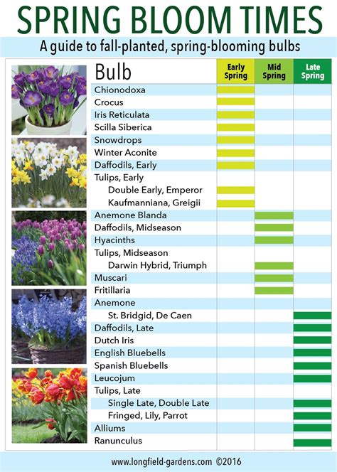 Spring bulb garden layout - creatorlily